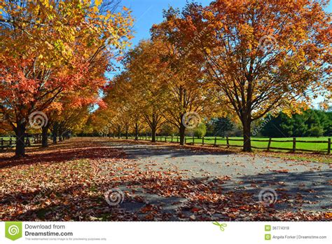 autumn trees  maine stock photo image  tourism beautiful