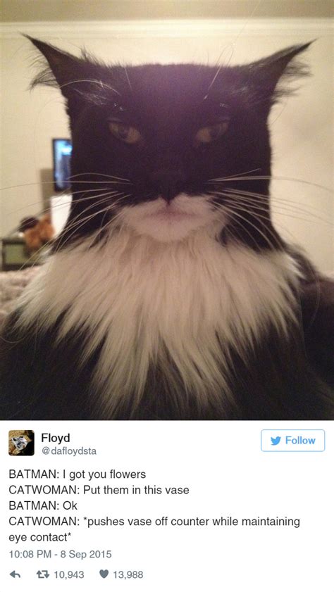 12 hilarious tweets about cats we love cats and kittens