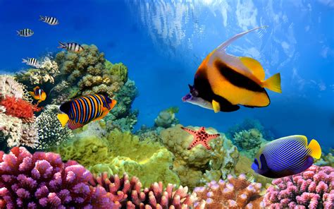 underwater   great barrier reef