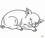 Coloring Pages Pig Baby Piggy Sleeping Pigs Printable Kids Cute Drawing Realistic Minecraft Print Colouring Miss Fern Adult Color Book sketch template