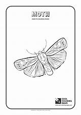 Coloring Moth Pages Cool Print Printable Getcolorings Animals sketch template