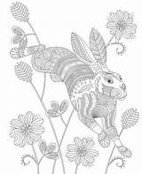 Coloring Pages Rabbit Jackrabbit Jack Animal Book Colouring Getdrawings Drawing Adult Advanced Books Animals Choose Board sketch template