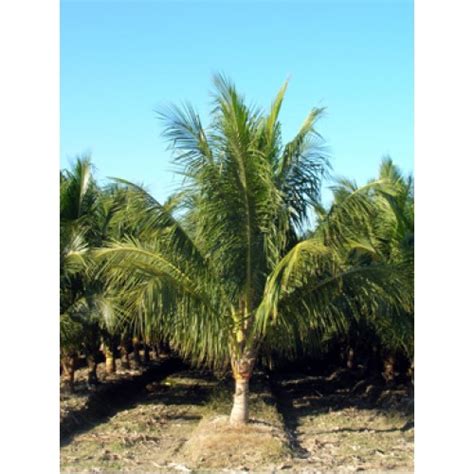 Charlotte North Carolina Wholesale Palm Trees