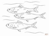 Herring Fish Coloring Drawing Pages Skipjack Printable Getdrawings sketch template