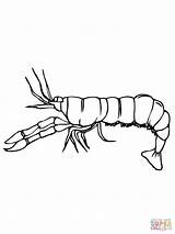 Crayfish Coloring Drawing Crawfish Sheet Side Pages Template Color Sheets Online Drawings Paintingvalley sketch template