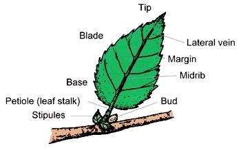 biology leaf askiitians
