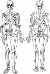 Skeleton Unlabeled Anatomy Bones Usf sketch template