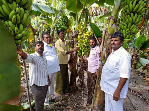 Locked Down Ap Farmers Going Bananas