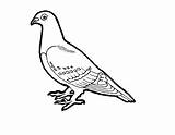 Pigeon Coloring Drawing Clipart Colour Colouring Outline Dove Pages Cute Template Wallpaper Pidgeons Pigeons Bird Cartoon Parrot Sketch Drawings Flying sketch template