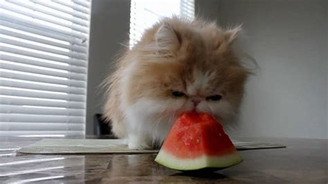 kitty with a watermelon addiction youtube
