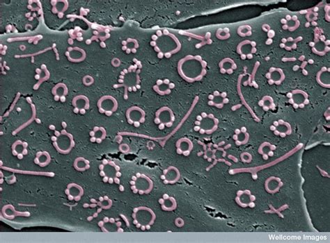 smallest cell mycoplasma  pink circles   type  bacterium   mm  diameter