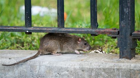 york zoekt rattenvanger met killer instinct rtl nieuws
