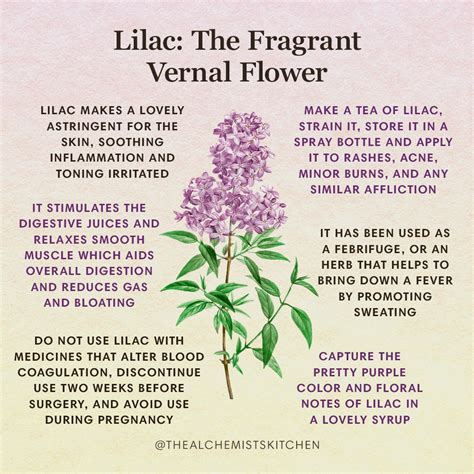 lilac  fragrant vernal flower  alchemists kitchen