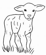 Lamb Coloring Sheep Drawing Pages Easy Tattoo Baby Realistic Kids Samanthasbell Animal Clip sketch template