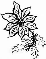 Disegni Colorare Coloring Stelle Poinsettia Particolari Mistletoe Getdrawings Clipartkey sketch template