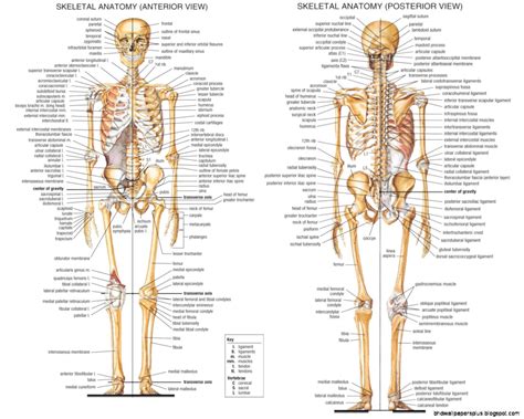 bone anatomy hd wallpapers
