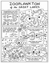 Tucker Zooplankton sketch template