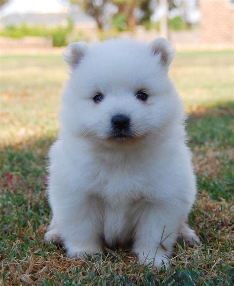 japanese spitz puppies rescue pictures information temperament characteristics animals