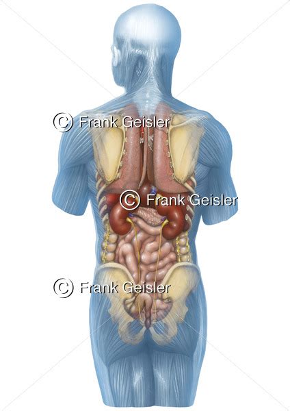 anatomie mensch innere organe des menschen von hinten medical pictures
