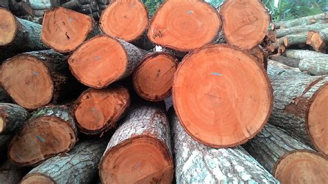 ketahui supplier jual kayu makassar sulawesi selatan terpercaya