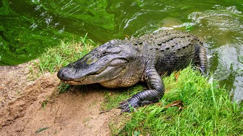 florida wildlife  pet alligators crocodiles  savvy sitter