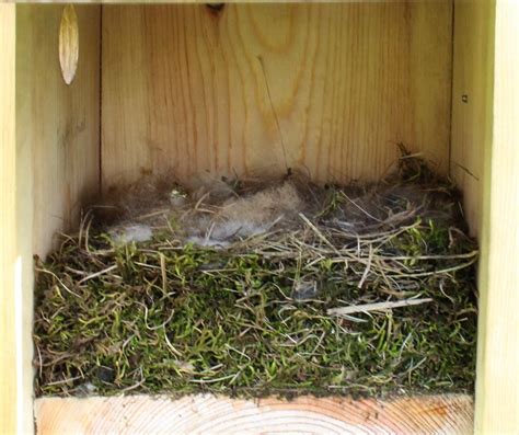 nestwatch carolina chickadee nest box nestwatch