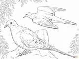 Dove Coloring Doves Mourning Pages Two Drawing Turtle Flying Printable Color Bird Peace Supercoloring Birds Drawings Getdrawings Main Paper Skip sketch template