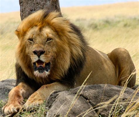 west african lion  parody wiki fandom powered  wikia