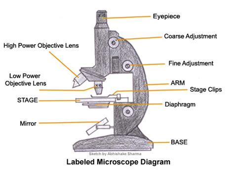 microscope diagram  functions