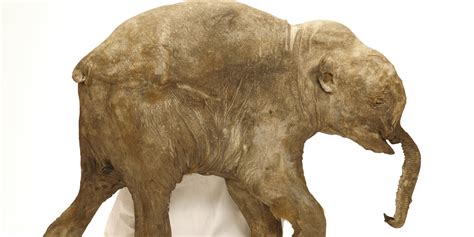 baby woolly mammoths  scientists  gaga huffpost