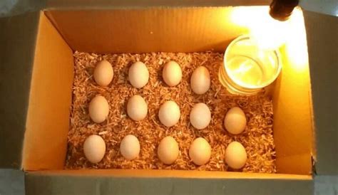 menetaskan telur ayam  beras