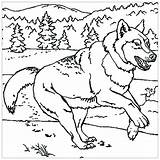 Loup Loups Coloriages Animaux Imprimer Pleine Justcolor Template Enfant Amoureux Cri sketch template