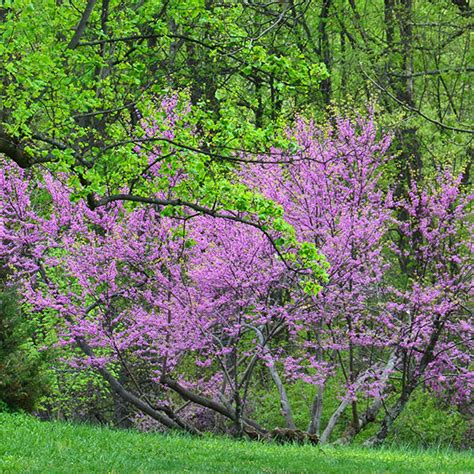 Bare Root Eastern Redbud Cercis Canadensis