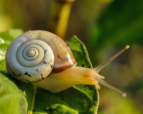 land snails  wildlife