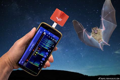 top   bat detector apps  android ios  chungkhoanaz
