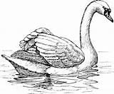 Swan Coloring Trumpeter 03kb sketch template