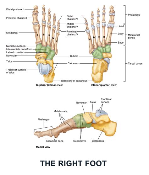 foot anatomy images illustrations anatomy images character design anatomy images