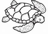 Turtle Coloring Sea Pages Drawing Printable Color Print Turtles Cute Adults Easy Kids Clipart Tortoise Preschoolers Clip Shell Simple Loggerhead sketch template