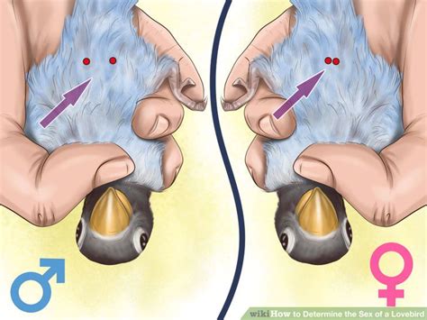 learn how to do anything how to determine the sex of a lovebird