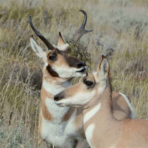 antelope buck  doe focusing  wildlife