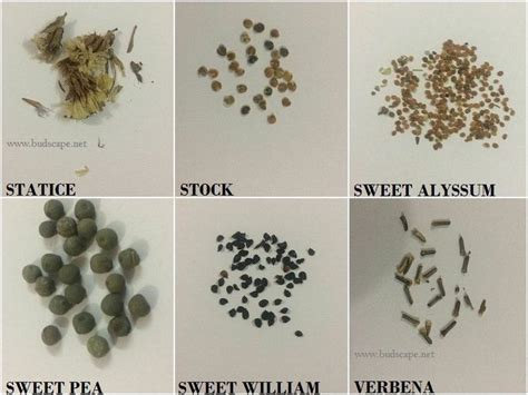 types  seeds  shown