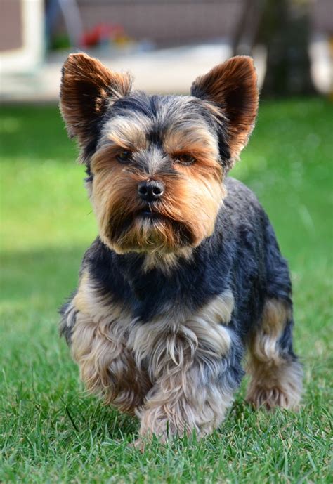 yorkshire terrier breed guide learn   yorkshire terrier