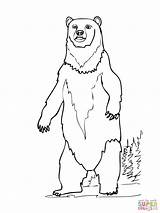 Bear Coloring Brown Drawing Standing Polar Pages Printable Easy Printables Colouring Kids Grizzly Bears Sheets California Color Getdrawings Clipart Mural sketch template