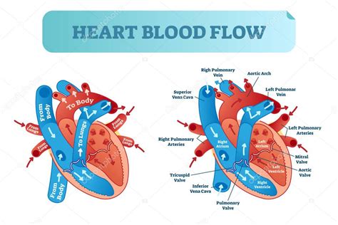 heart blood flow circulation anatomical diagram  atrium