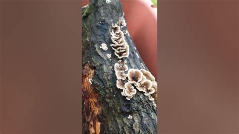 growing turkey tail mushrooms youtube