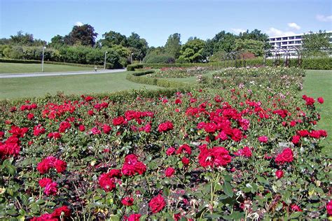fileaarhus rose gardenjpg wikipedia