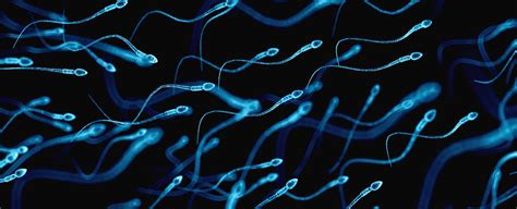 We Now Have A Mathematical Formula To Explain How Sperm Swim Sciencealert