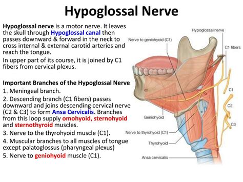 oral cavity salivery glands powerpoint