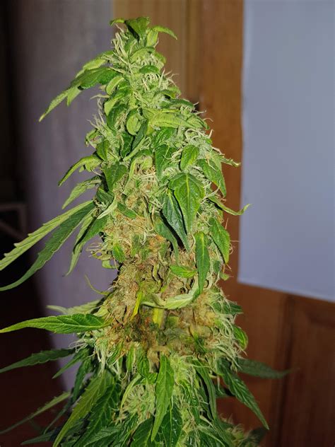 msnl big bud automatic grow journal week  marijuanaengineer