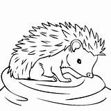Hedgehog Coloring Pages Cute Drawing Hedgehogs Baby Sheets Line Thirsty Print Kids Colouring Color Printable Search Soon Mom Well Getdrawings sketch template